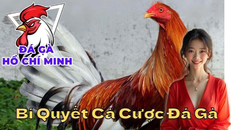 Bí Quyết Cá Cược Đá Gà Hồ Chí Minh