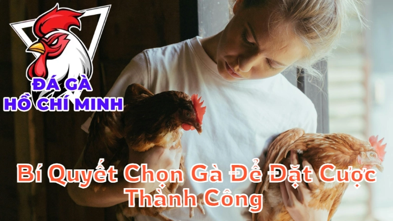 Bí Quyết Chọn Gà Để Đặt Cược Thành Công Tại Hồ Chí Minh