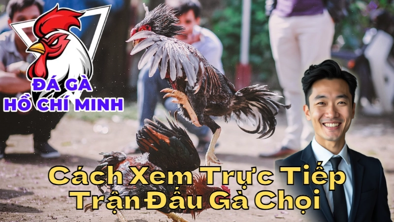 Cách Xem Trực Tiếp Trận Đấu Gà Chọi Tại Hồ Chí Minh 2024