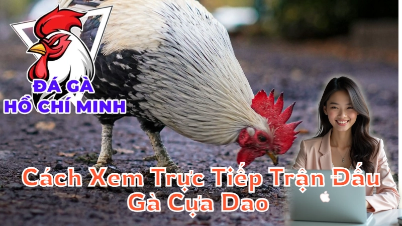 Cách Xem Trực Tiếp Trận Đấu Gà Cựa Dao Tại Thành Phố 2024