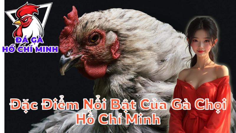 Đặc Điểm Nổi Bật Của Gà Chọi Hồ Chí Minh