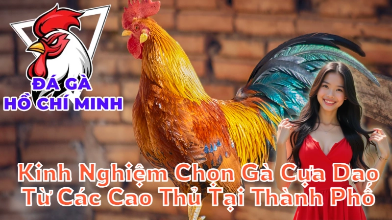 Kinh Nghiệm Chọn Gà Cựa Dao Từ Các Cao Thủ Tại Thành Phố