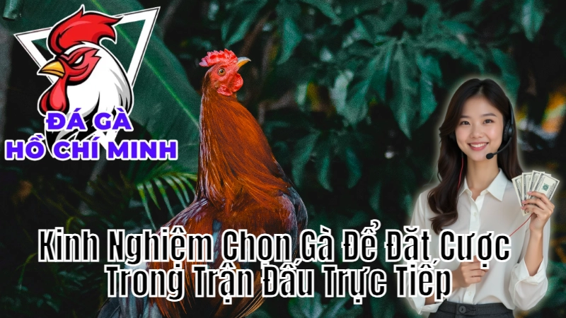 Kinh Nghiệm Chọn Gà Để Đặt Cược Trong Trận Đấu Trực Tiếp