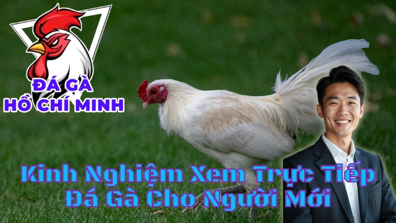 Kinh Nghiệm Xem Trực Tiếp Đá Gà Cho Người Mới Tại Hồ Chí Minh