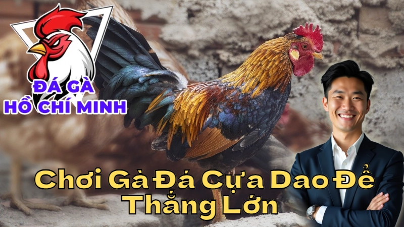 Mẹo Chơi Gà Đá Cựa Dao Để Thắng Lớn Tại Thành Phố 2024