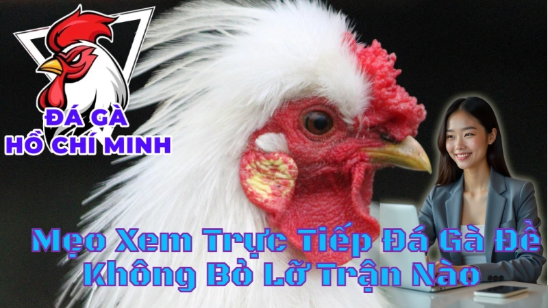 Mẹo Xem Trực Tiếp Đá Gà Để Không Bỏ Lỡ Trận Nào