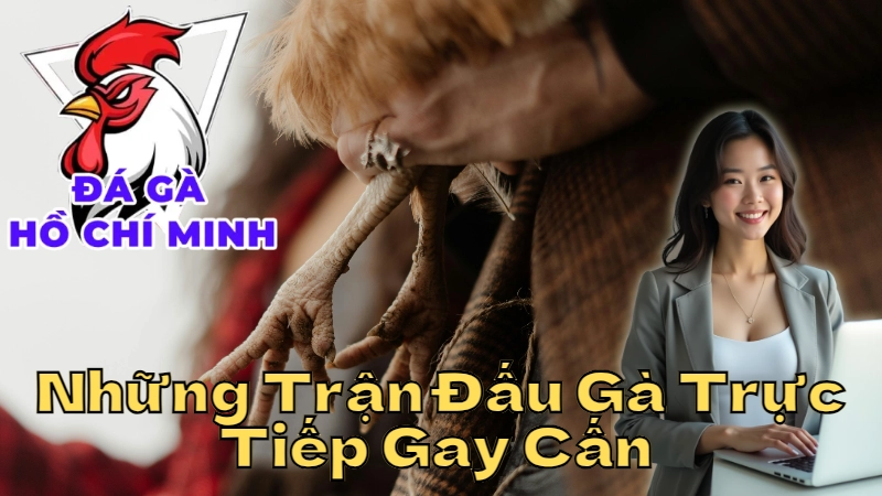 Những Trận Đấu Gà Trực Tiếp Gay Cấn Tại Hồ Chí Minh